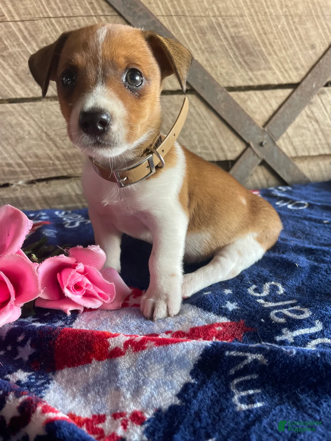Jack Russell Terrier dogs for sale: Jack  - Ad 4