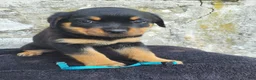 Rottweiler dogs for sale: Bella - Ad 3