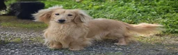 Miniature Dachshund dogs for sale: Arland - Ad 10