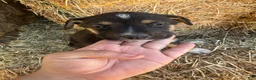 Mixed Breed dogs for sale: Mixed Breed Puppy 1 - Ad 1