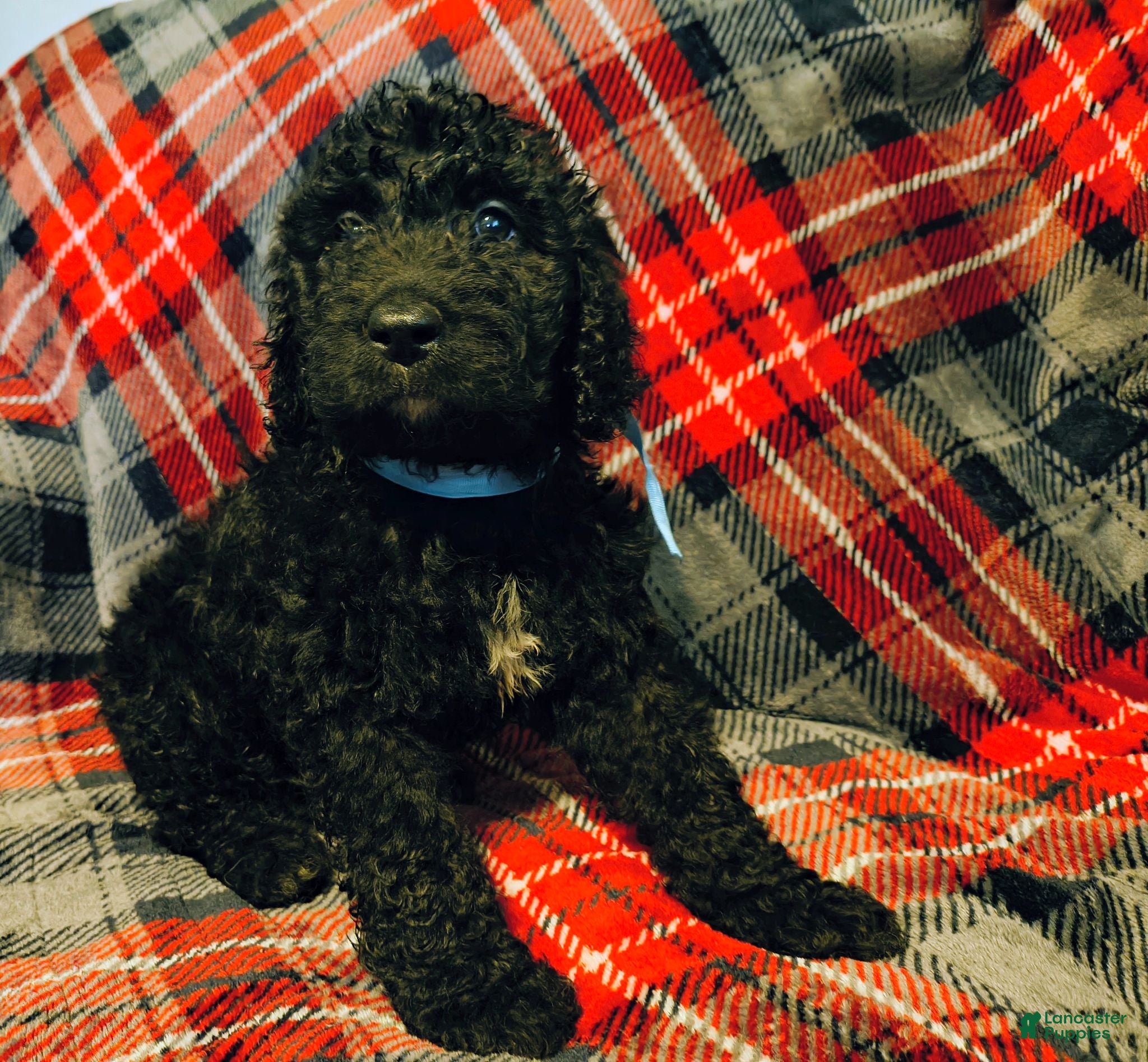 Labradoodle dogs Labradoodle 2 - Ad 8