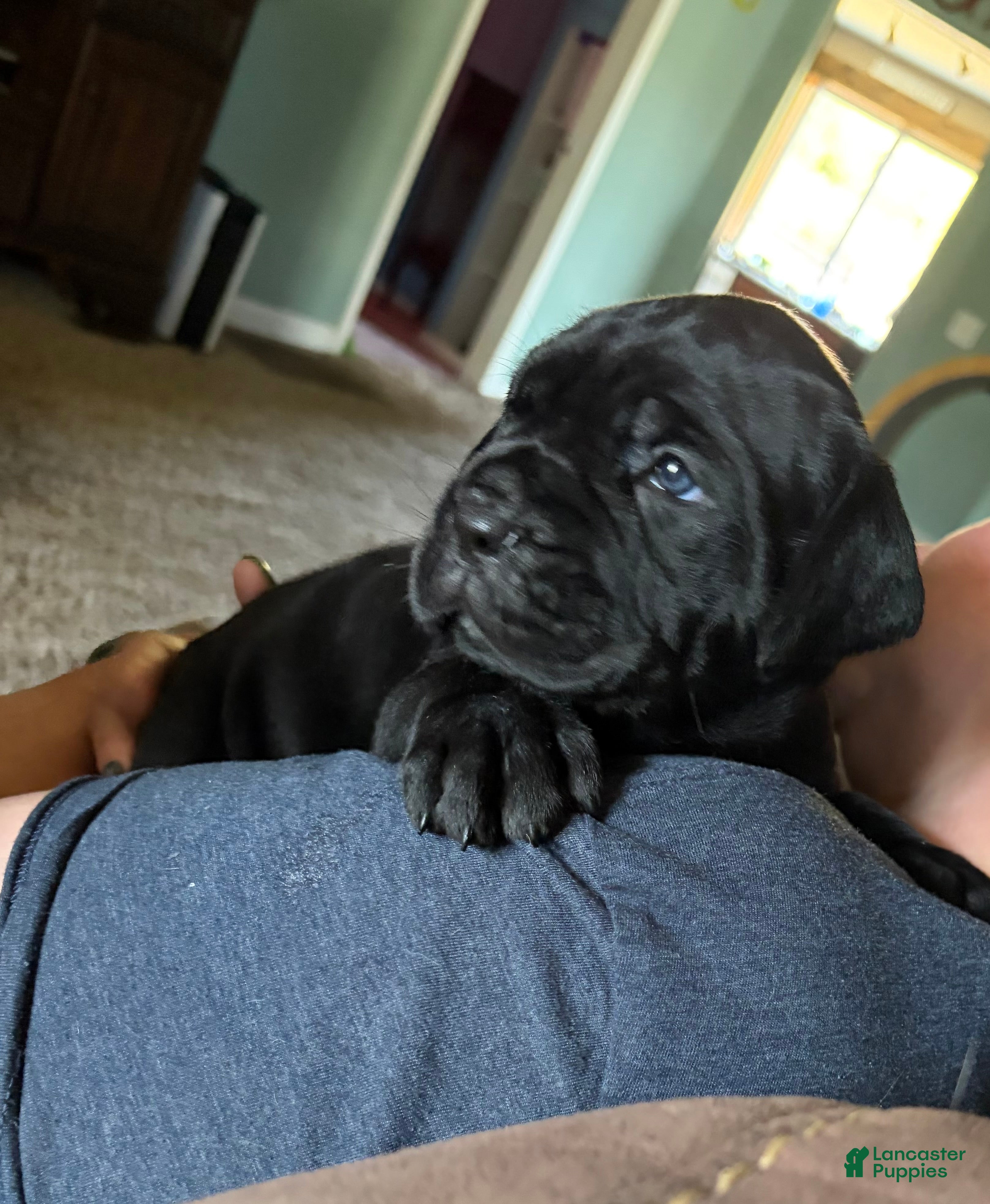 Cane Corso dogs Cane Corso 5 - Ad 31