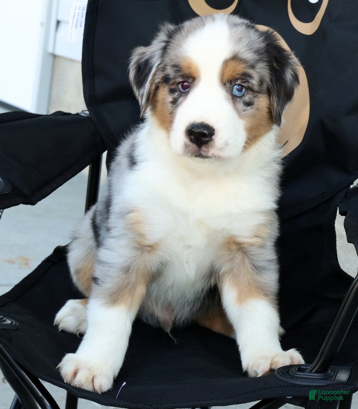 Miniature Australian Shepherd dogs for sale: Tucker - Ad 7