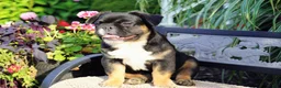French Bulldog dogs for sale: Panda - Ad 5