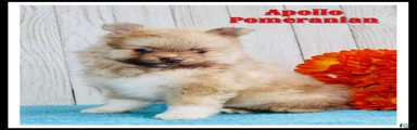 Apollo