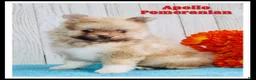 Pomeranian dogs for sale: Apollo - Ad 1