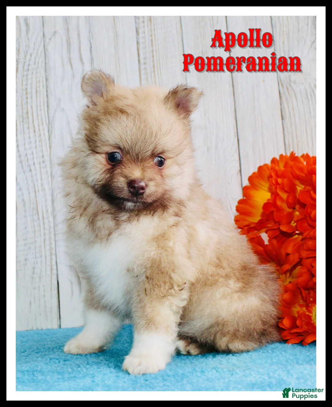 Pomeranian dogs for sale: Apollo - Ad 1