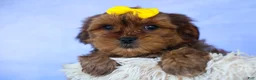 Shorkie dogs for sale: RANDY - Ad 15