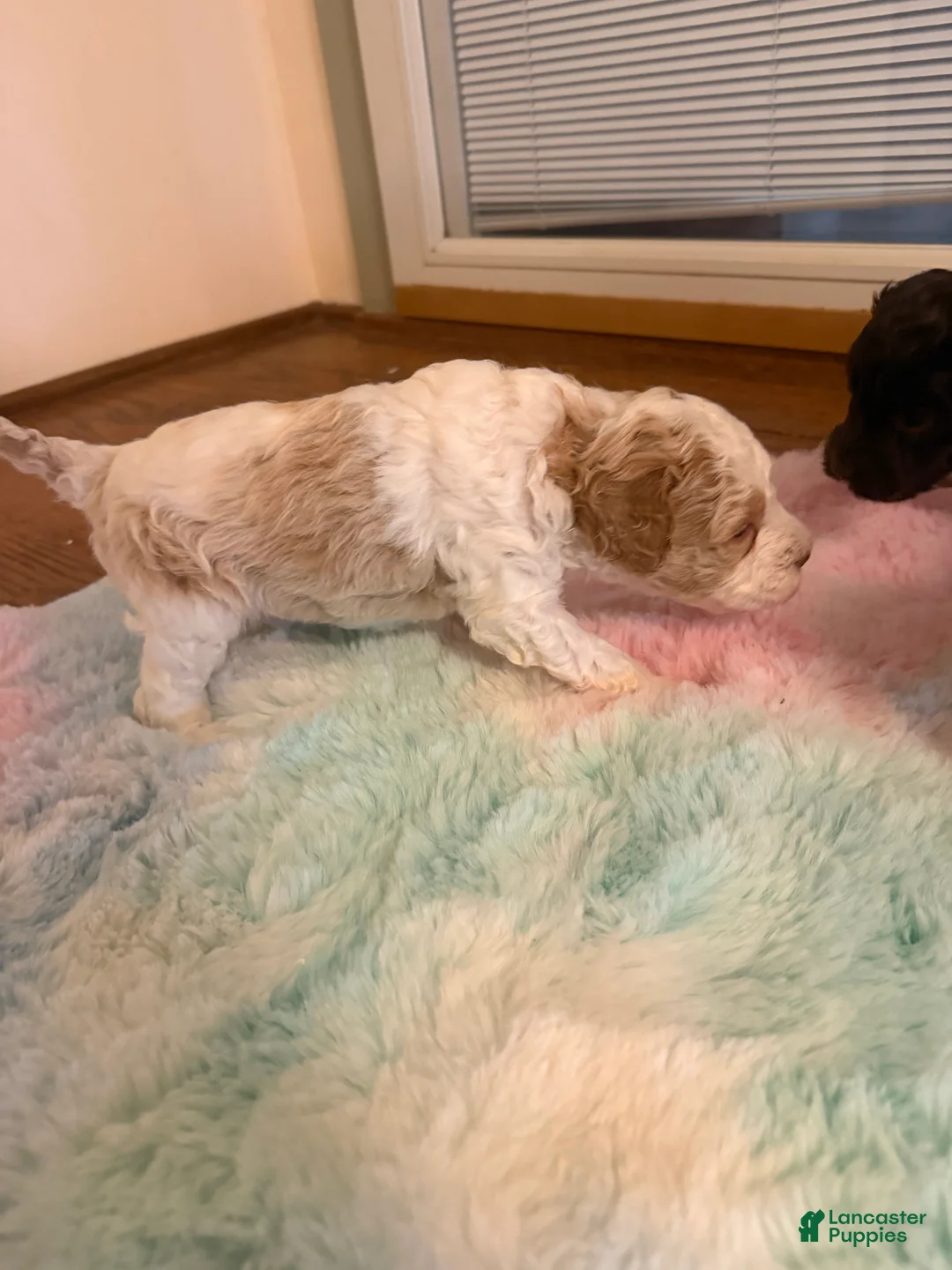 Labradoodle dogs for sale: Labradoodle Puppy 7 - Ad 2