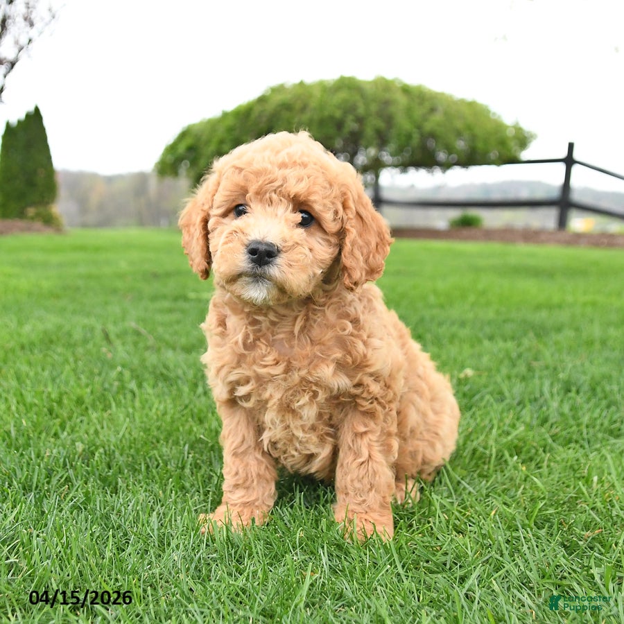 Mini Goldendoodle dogs Chip - Ad 2