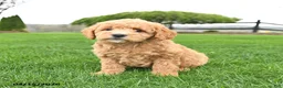 Mini Goldendoodle dogs for sale: Chip - Ad 2