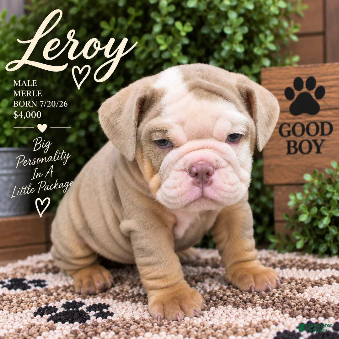 English Bulldog dogs for sale: Leroy - Ad 2