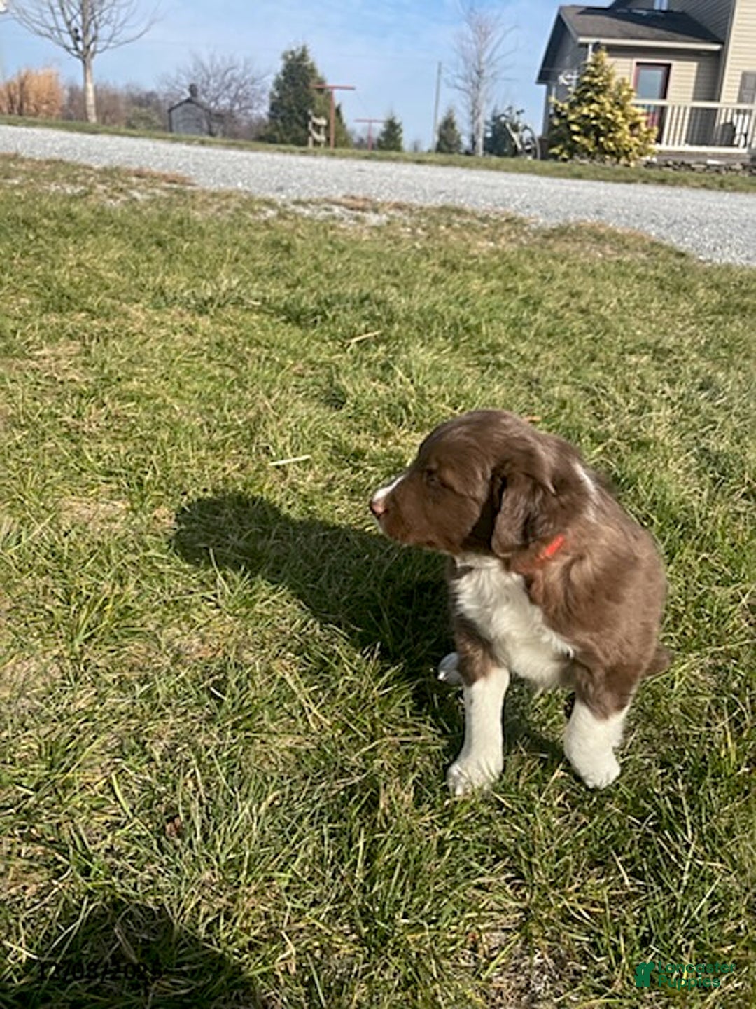 Border Collie dogs for sale: Rio - Ad 1