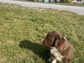 Border Collie dogs Rio - Ad 6