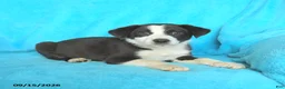 Mixed Breed dogs for sale: Johnny - Ad 3