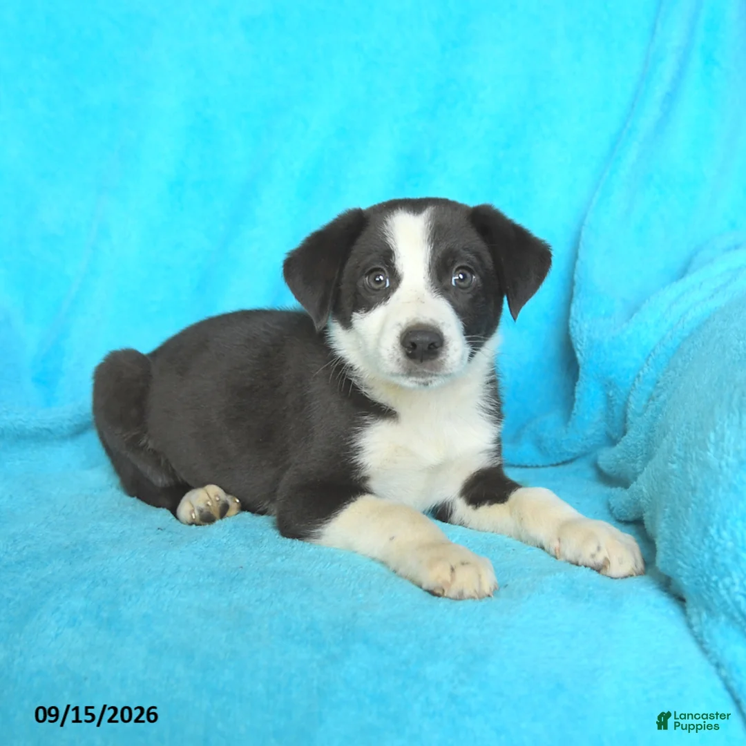 Mixed Breed dogs for sale: Johnny - Ad 3