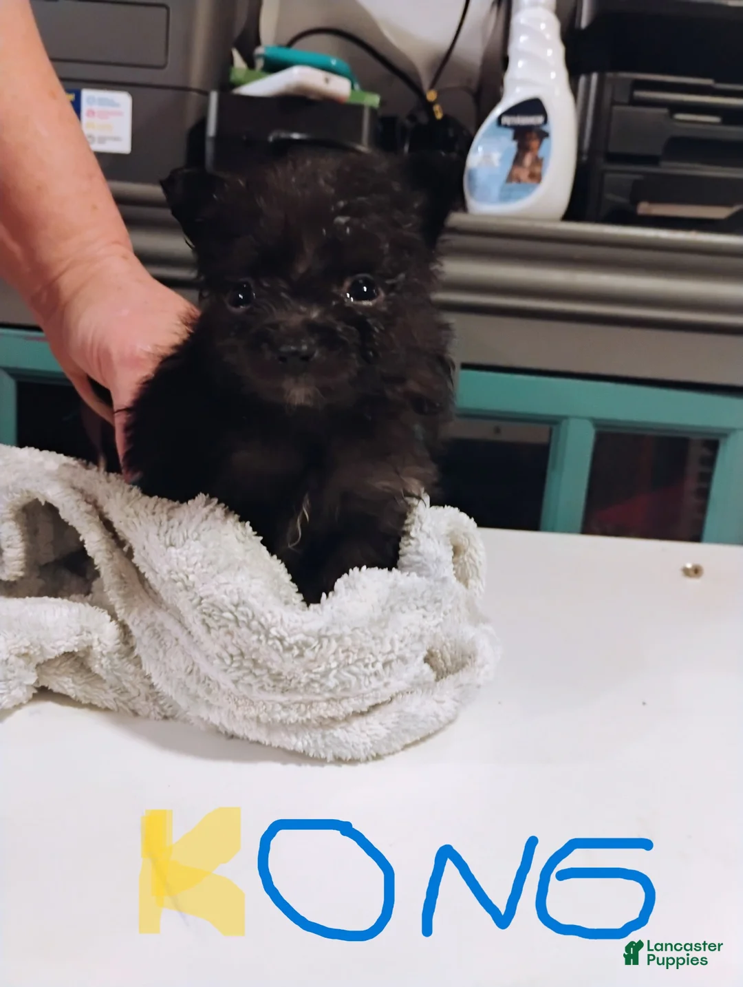 Pomeranian dogs for sale: Kong - Ad 1