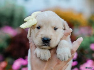 Golden Retriever dogs - Ad 5