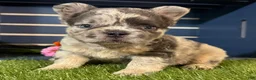 French Bulldog dogs for sale: Gabriel  - Ad 4