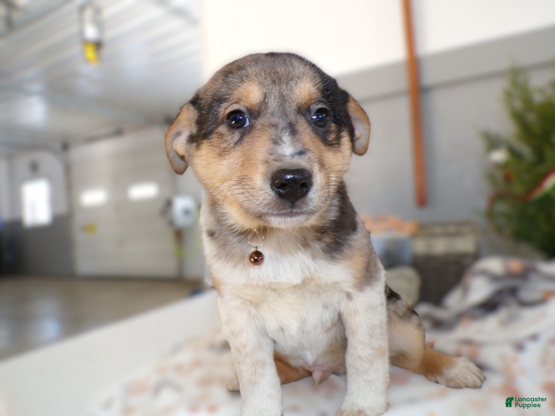 Mixed Breed dogs for sale: Mixed Breed Puppy 7 Alfred - Ad 3