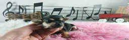 Chihuahua dogs for sale: Cece's blk tan girl, NATIONWIDE DELIVERY  - Ad 3