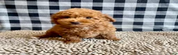 Miniature Poodle dogs for sale: Nancy - Ad 9