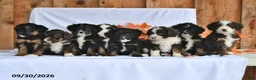 Bernedoodle dogs for sale: Cooper - Ad 5
