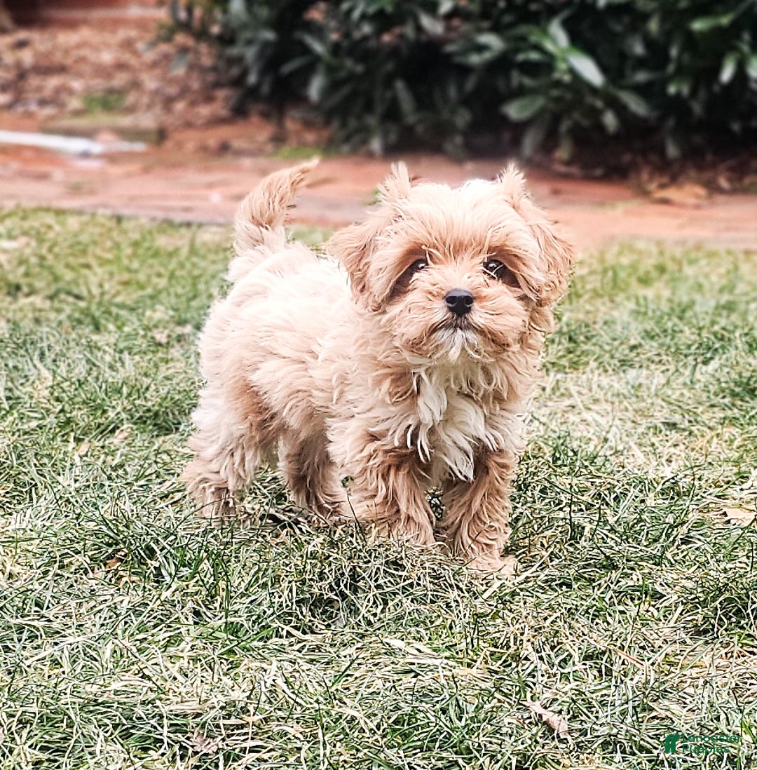 Cavapoo dogs for sale: Zack - Ad 4