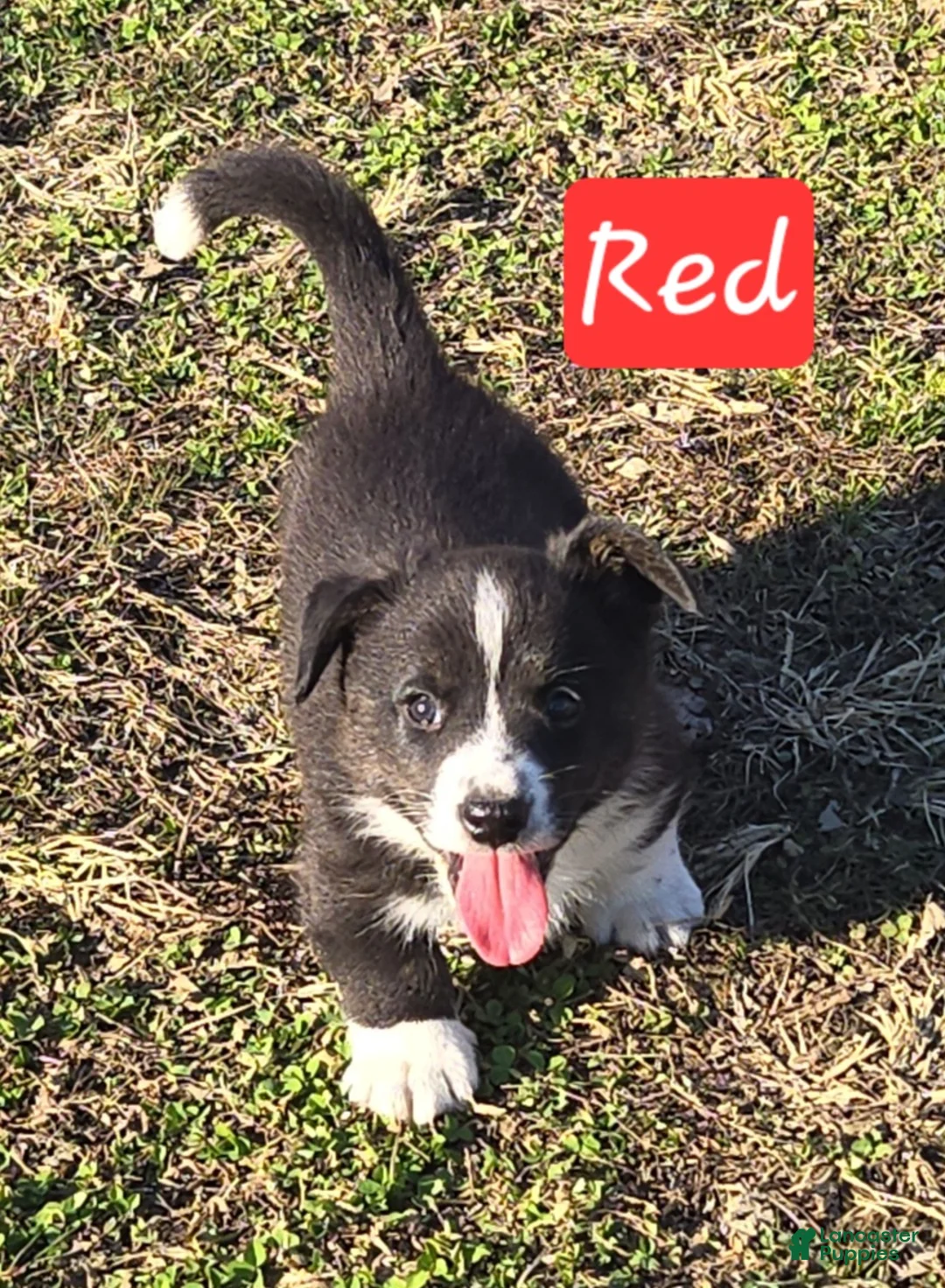 Welsh Corgi Cardigan dogs for sale: Welsh Corgi Cardigan Puppy 3 - Ad 1