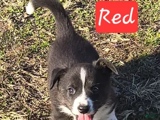 Welsh Corgi Cardigan dogs for sale: Welsh Corgi Cardigan Puppy 3 - Ad 3