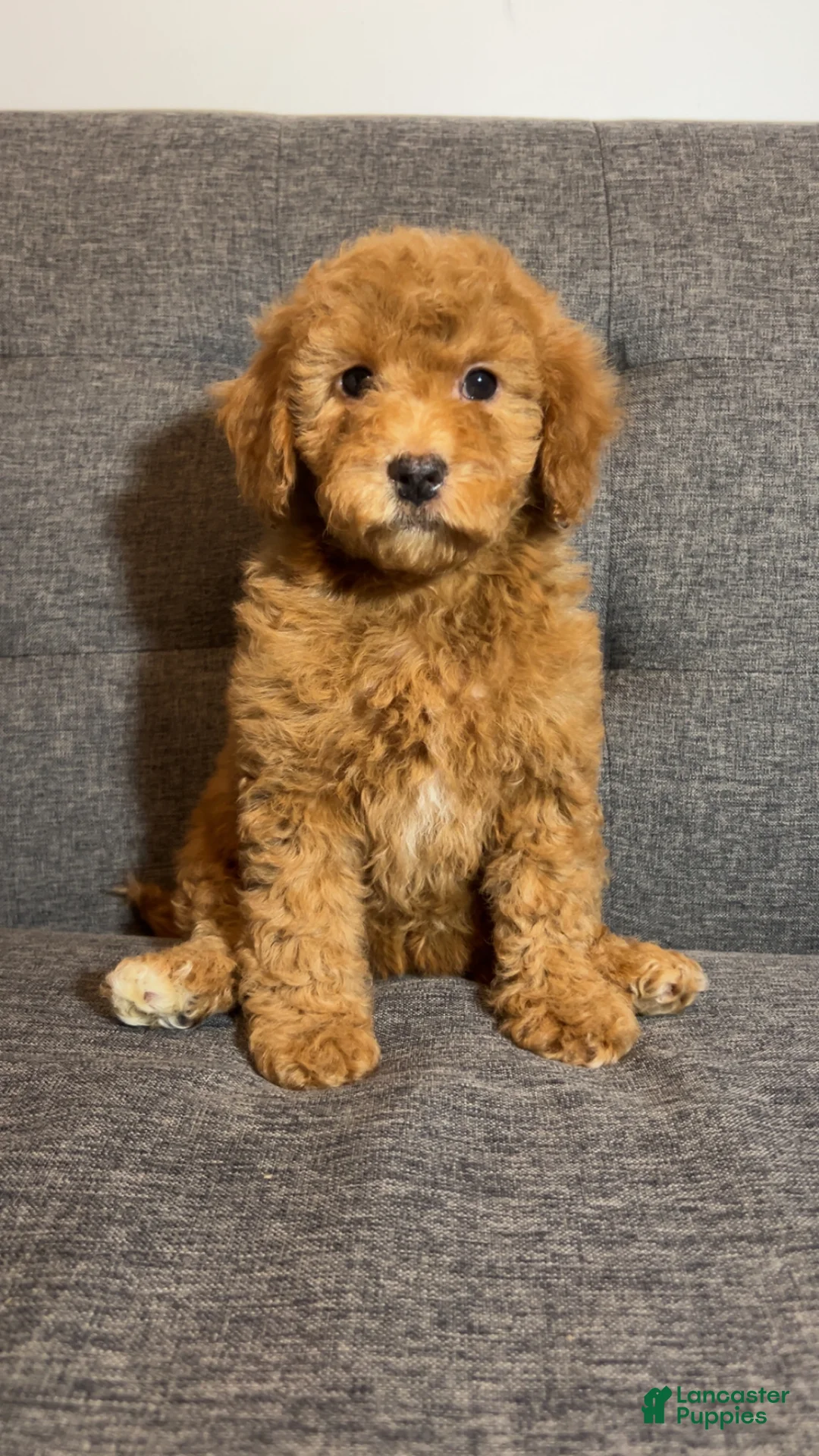 Mini Goldendoodle dogs for sale: Ms Strudel - Ad 5