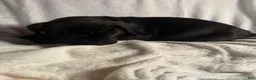 Daniff dogs for sale: Daniff 8 - Ad 6