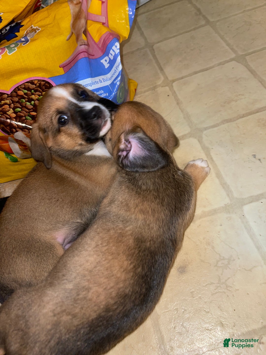 Mixed Breed dogs for sale: Garbanzo - Ad 11