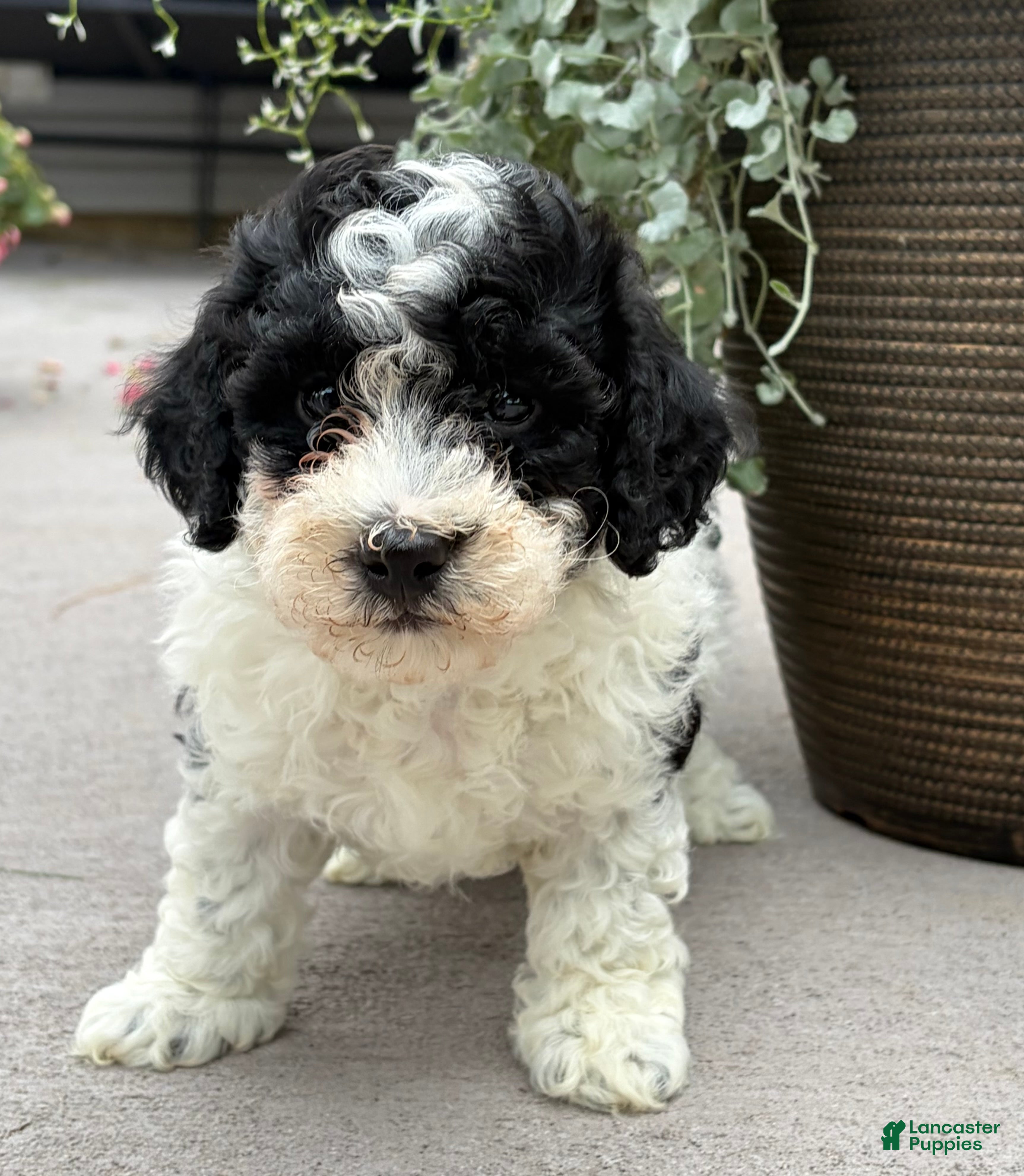 Havapoo dogs  Buddy - Ad 2