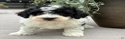 Havapoo dogs for sale:  Buddy - Ad 2