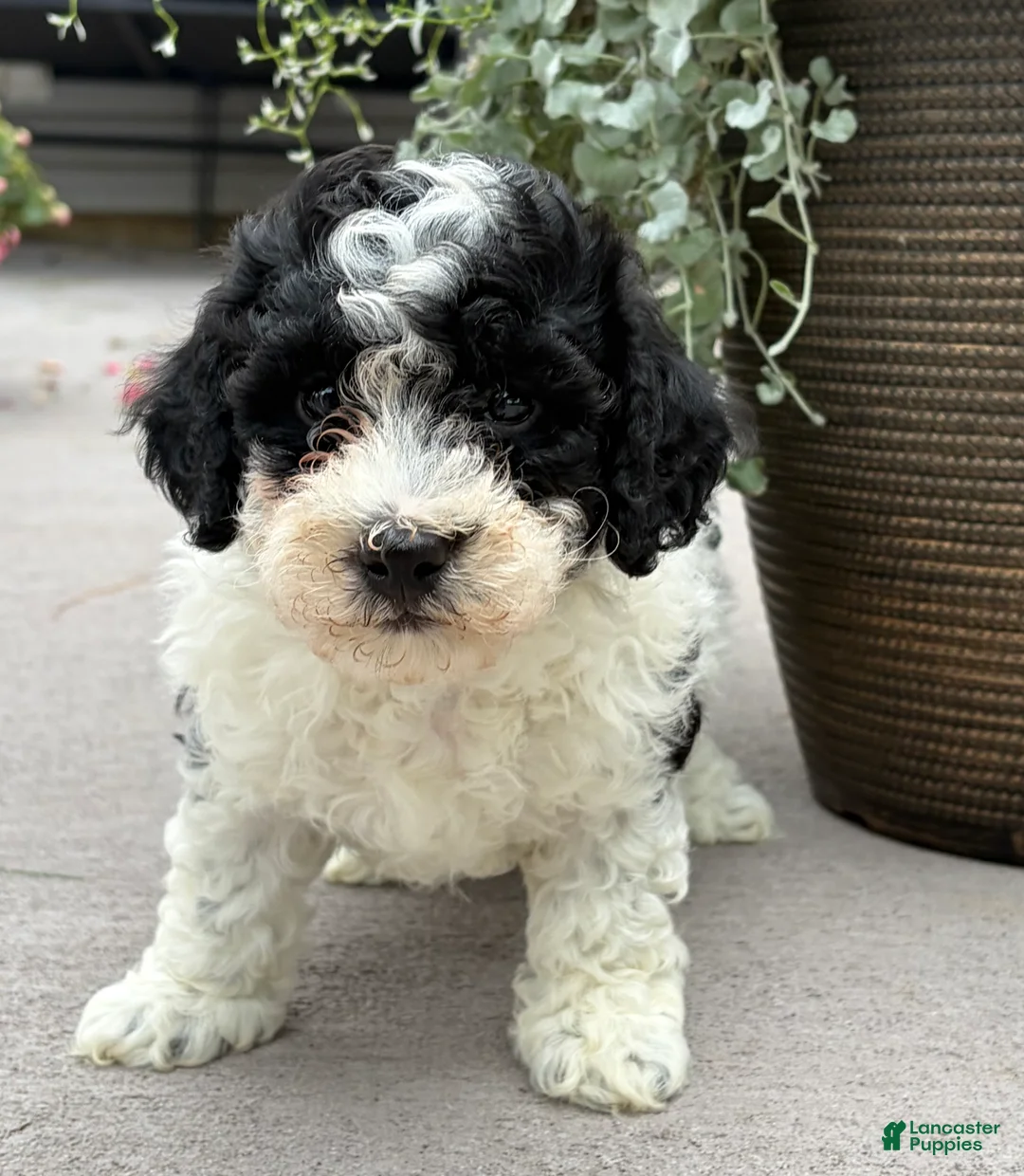 Havapoo dogs for sale:  Buddy - Ad 2