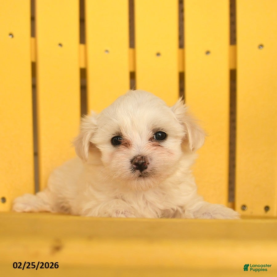Maltese dogs Cash  - Ad 2