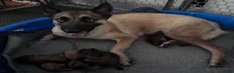 Mixed Breed dogs for sale: Teacup - Ad 11