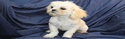 Shih Tzu dogs for sale: Oliver - Ad 1