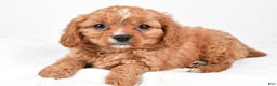 Cavapoo dogs for sale: Penny f one b - Ad 2