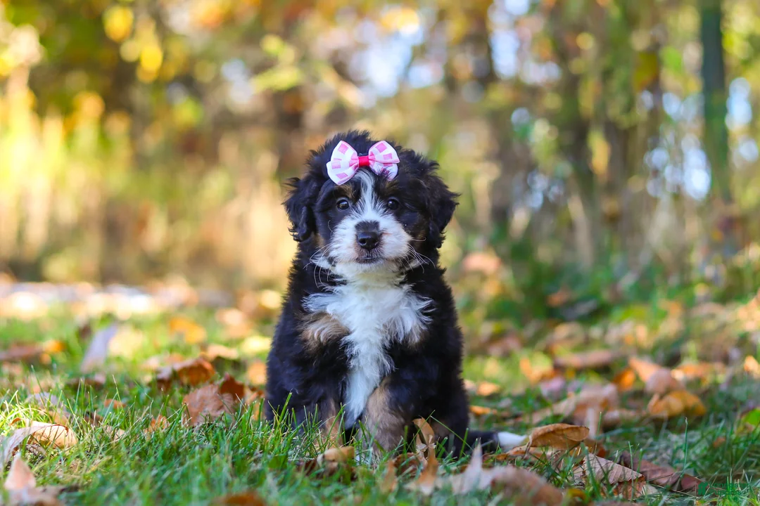 Mini Bernedoodle dogs for sale: Olivia - Ad 1
