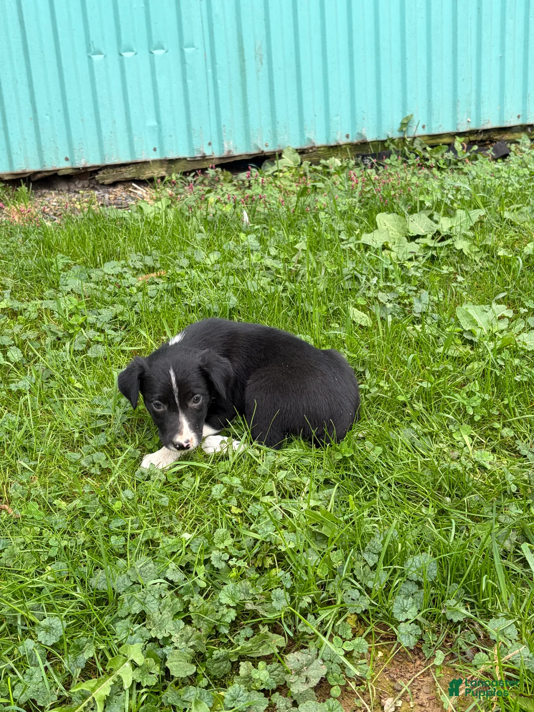 Border Collie dogs for sale: Bob Border Collie  - Ad 1