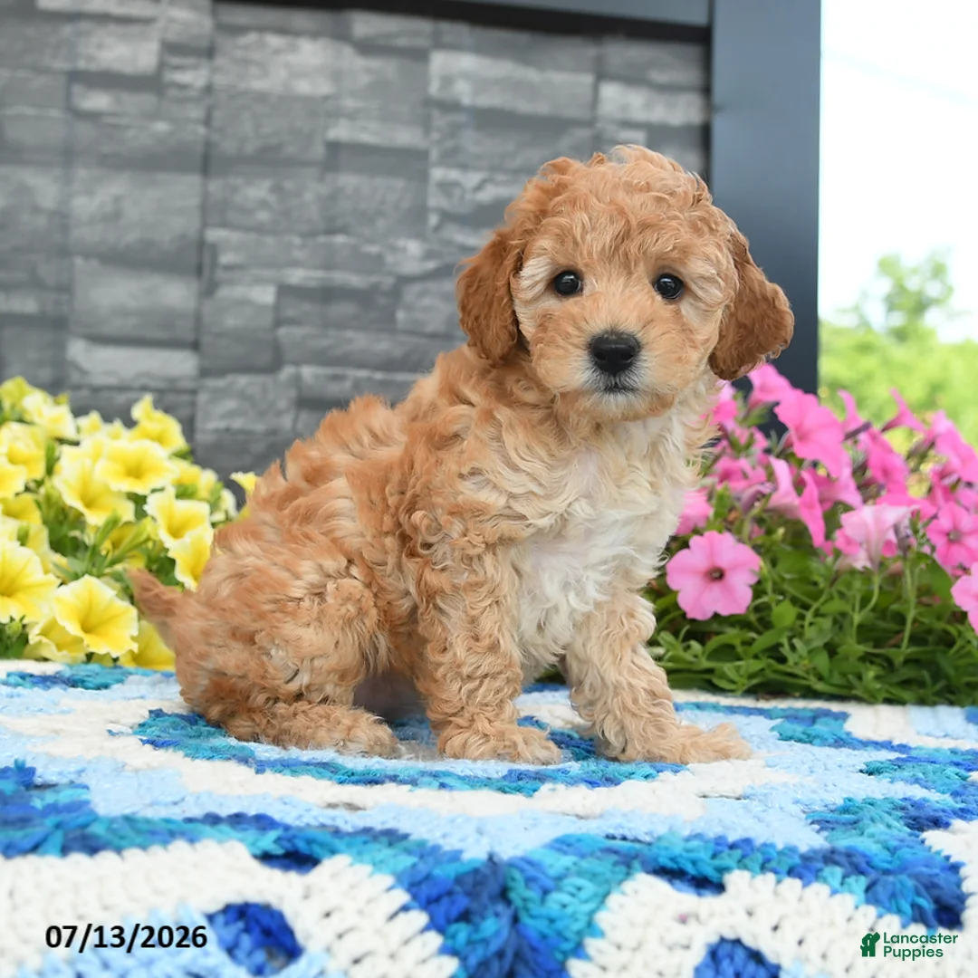 Mini Goldendoodle dogs for sale: Karabell  - Ad 2