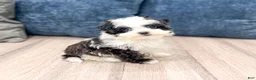 Havanese dogs for sale: Hailey - Ad 3