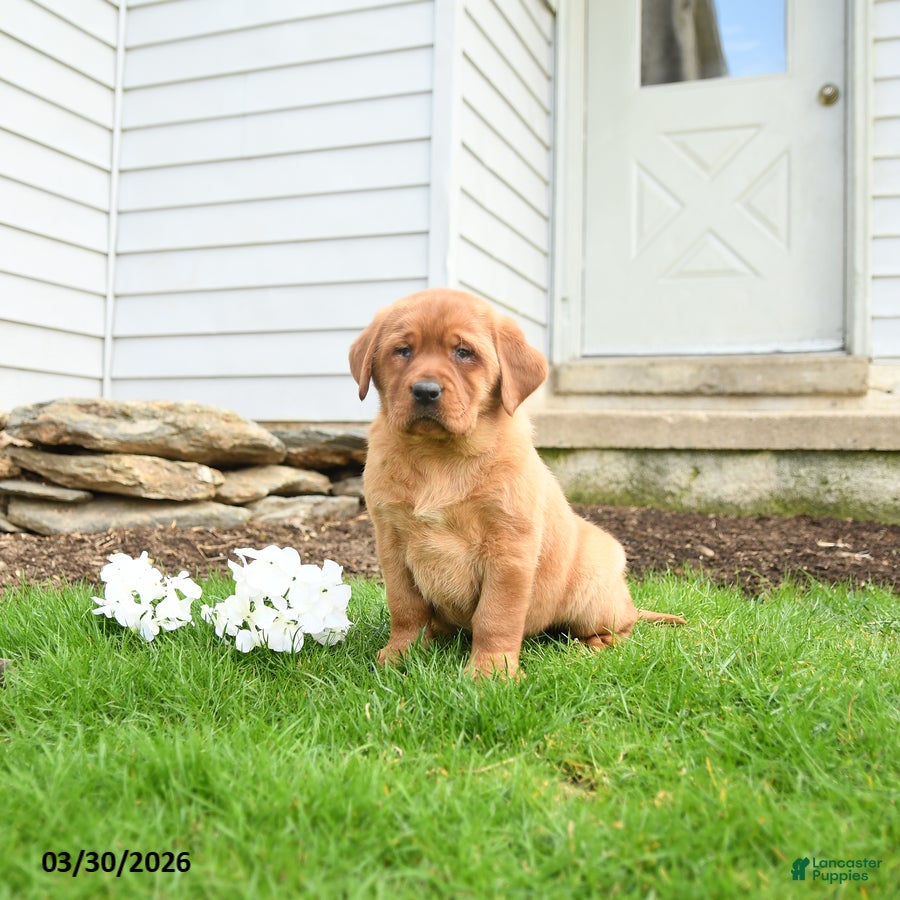 Labrador Retriever dogs Florence - Ad 2