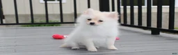 Pomeranian dogs for sale: Cooper  - Ad 1