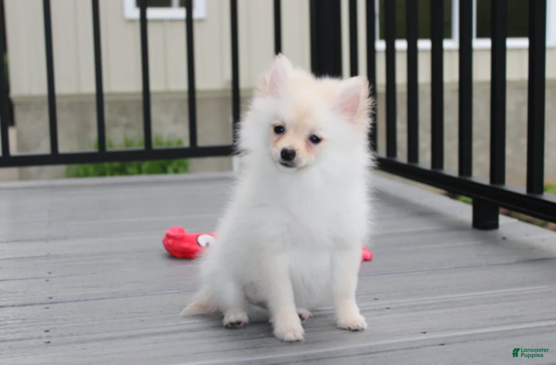Pomeranian dogs for sale: Cooper  - Ad 1