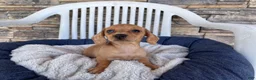 Miniature Dachshund dogs for sale: Fawn - Ad 6