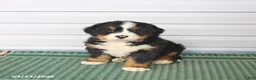 Bernese Mountain Dog dogs for sale: Rambo - Ad 1