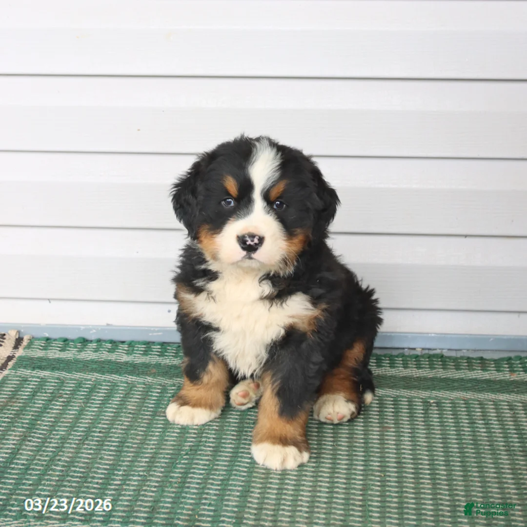 Bernese Mountain Dog dogs for sale: Rambo - Ad 1